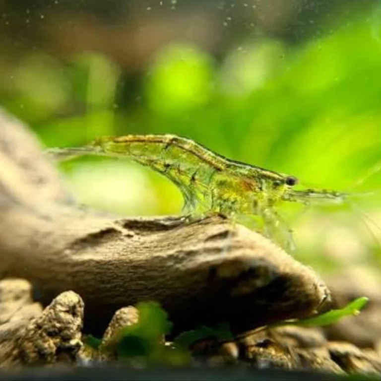 Small green freshwater shrimp perched on a rock in an aquarium with a blurred green background to the rear
