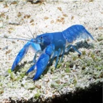 Electric Blue Yabby