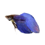 Blue Male Betta