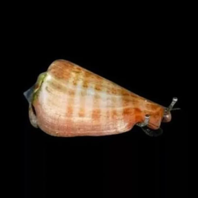 Orange-pink conch shell with a ribbed surface on a black background.