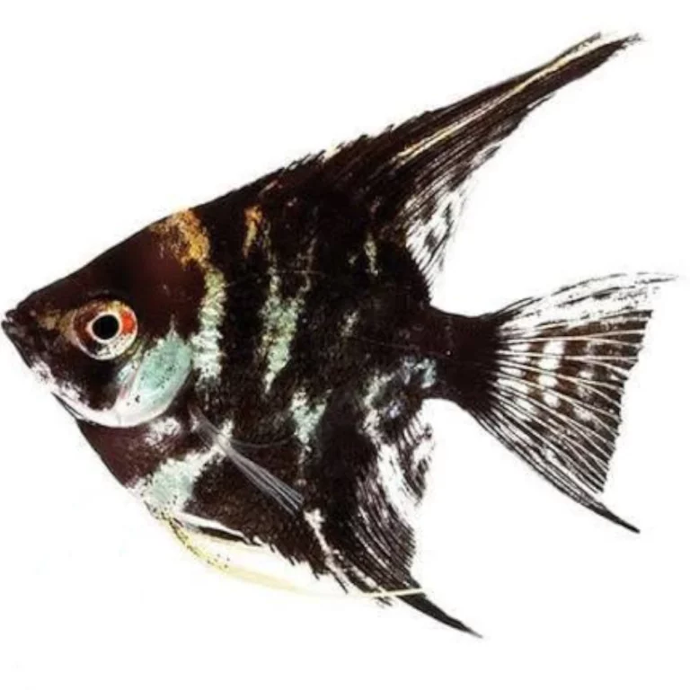 Black and white striped angelfish facing left with a red eye