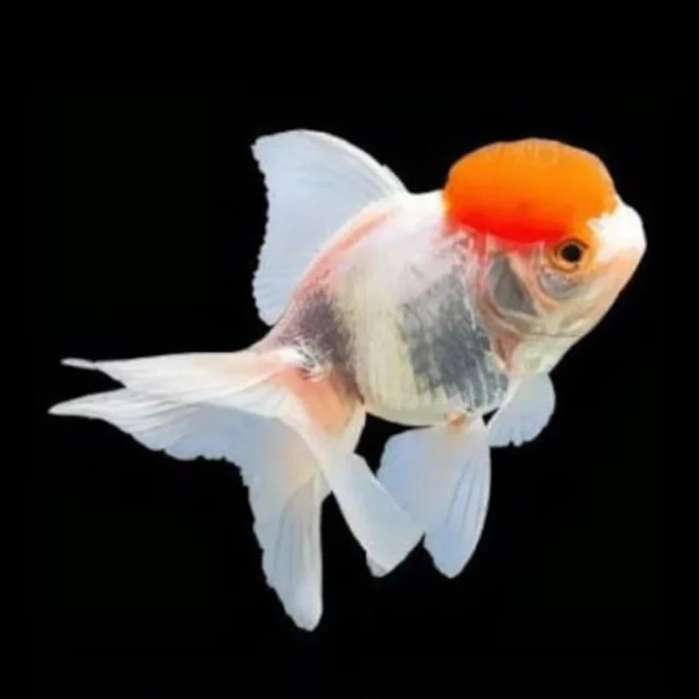 Oranda goldfish with bright orange head growth swimming against a black background