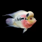 Short Body Flowerhorn