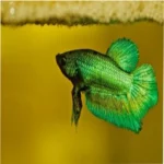 Green Male Betta