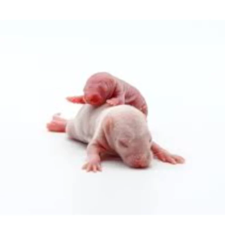 Two tiny pink newborn animals lying on a white surface, one resting on the other, hairless and curled up.