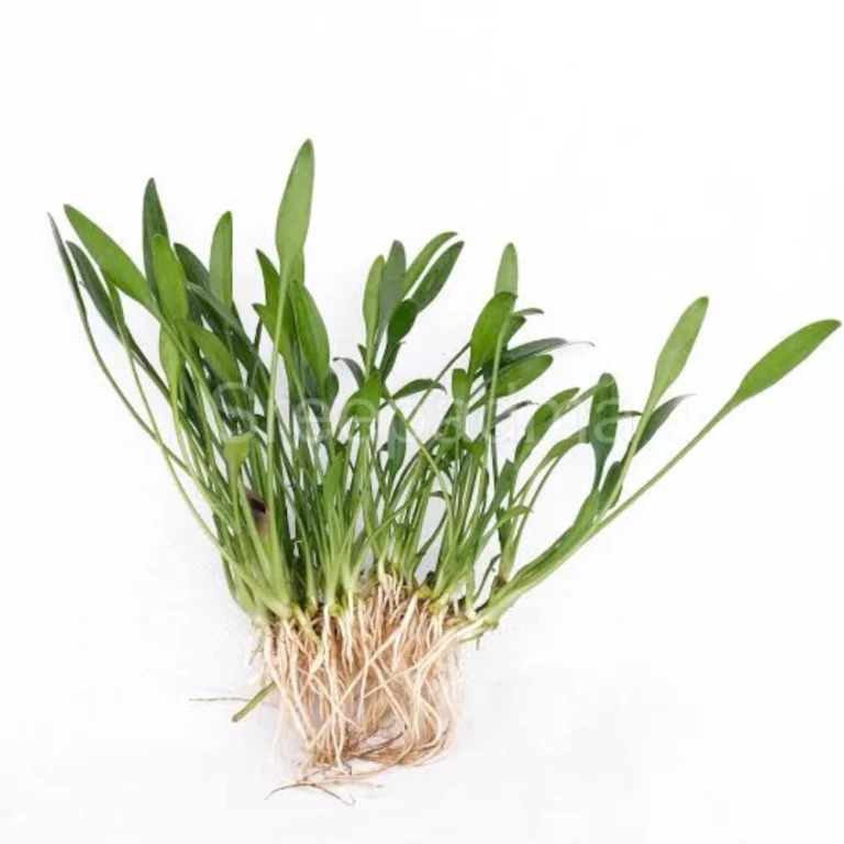 Clump of green leafy herb with slender leaves and white roots on a white background.