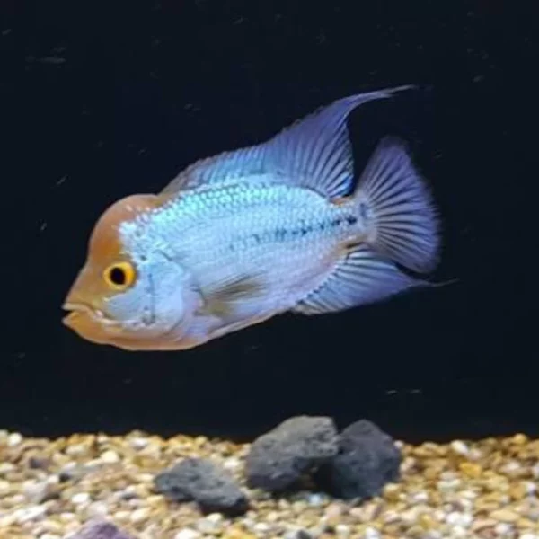 Side view of a small tropical fish with an orange head and blue body swimming above a gravel substrate in an aquarium with a dark background, showing yellow eye and fan-shaped tail and fins.