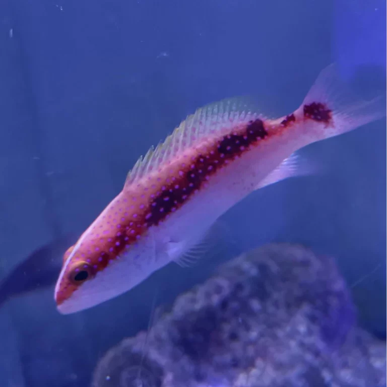 Pink and purple-spotted tropical fish swimming in an aquarium with a blue background and rocks nearby.