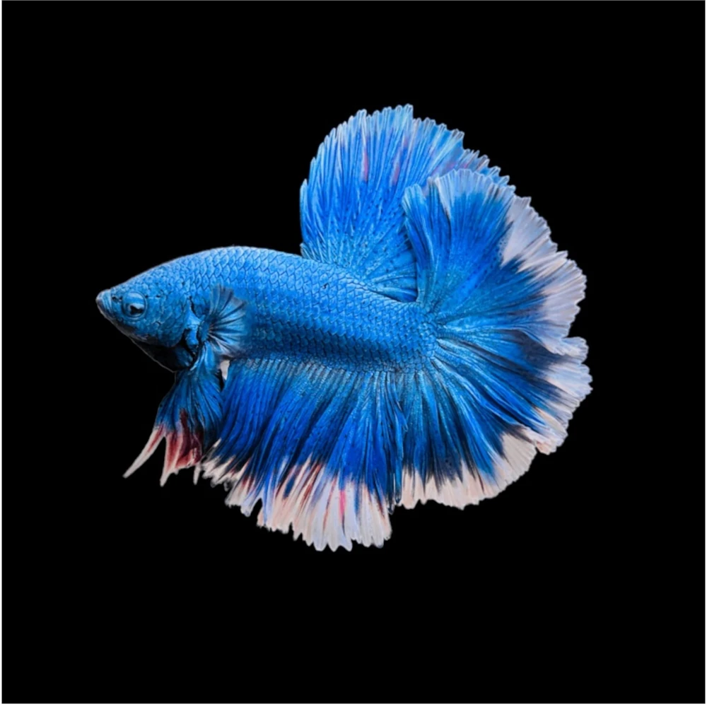Betta Rô Blue Butterfly Halfmoon Male Betta - Roxy Aquarium