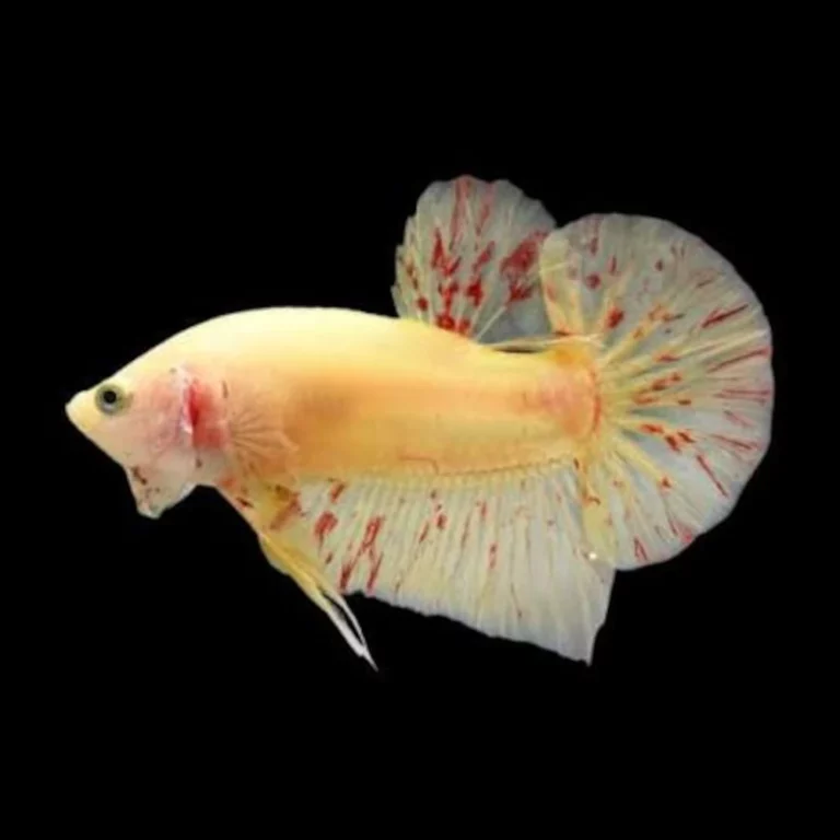 Pale yellow betta fish with large, flowing fins against a black background.