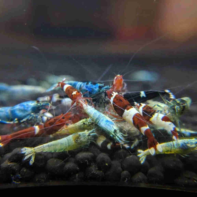 Group of colorful freshwater shrimp (blue, red, white) on black gravel in an aquarium view from the side.