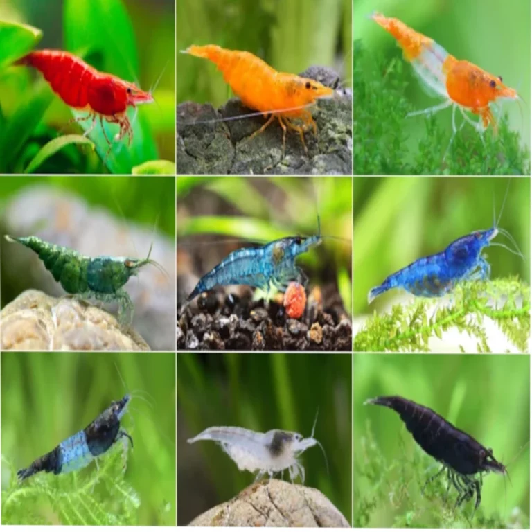Group of colorful freshwater shrimp (blue, red, white) on black gravel in an aquarium view from the side.