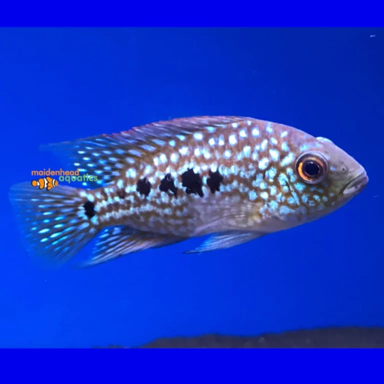 Side view of a spotted aquarium fish with blue background; orange eye, white and brown spots, watermark 'maidenhead aquatics' on the body