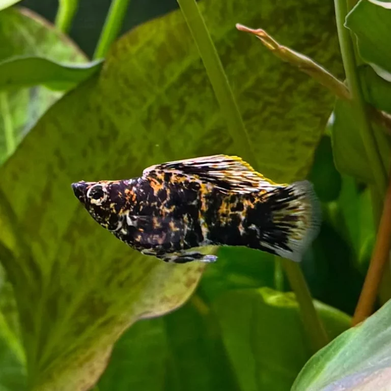 Colorful mottled aquarium fish with black, orange, and white patterns swimming among green aquatic plants.
