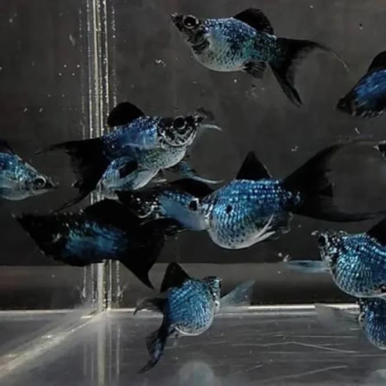 Group of small blue tropical fish with speckled bodies swimming in an aquarium