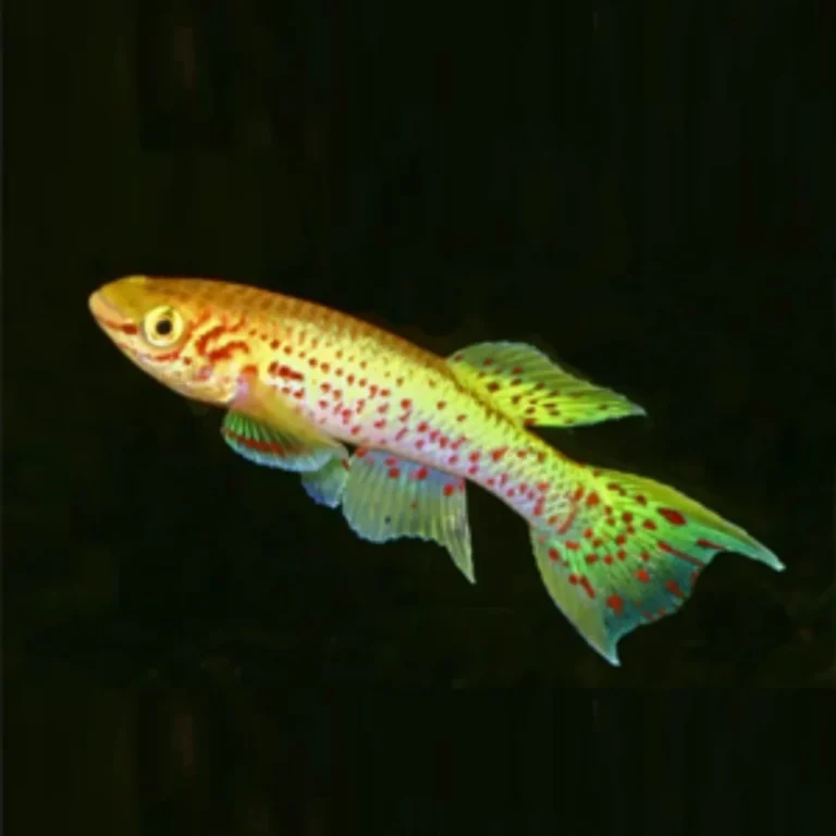 Bright yellow guppy with red spots swimming in a dark aquarium backdrop