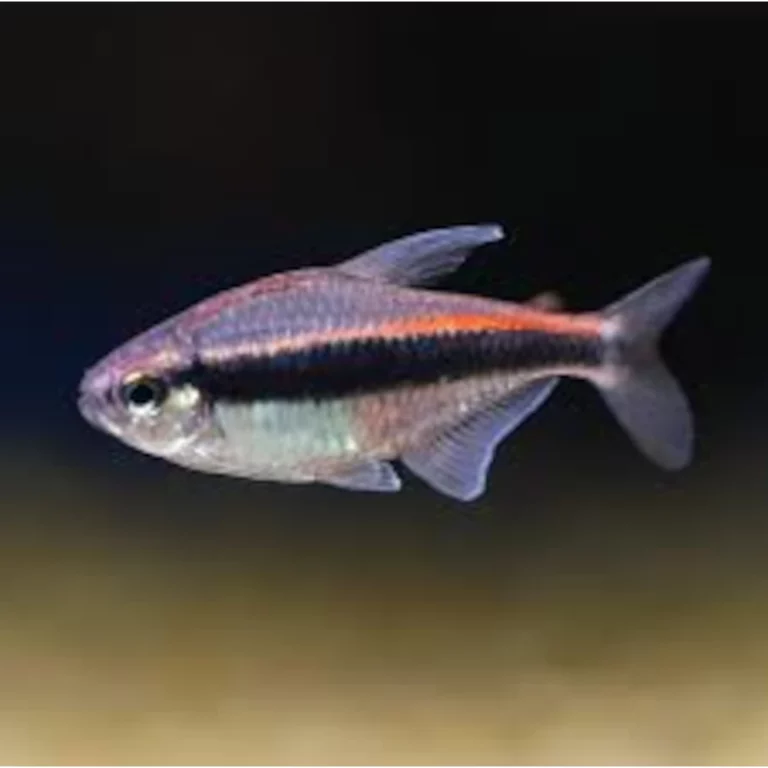Small iridescent freshwater fish with a bright red dorsal stripe, pale belly, and clear fins swimming in a dark aquarium.