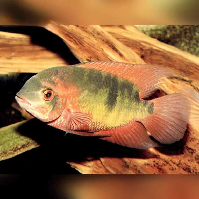 Colorful tropical fish with a green-yellow body and red fins swimming near driftwood.