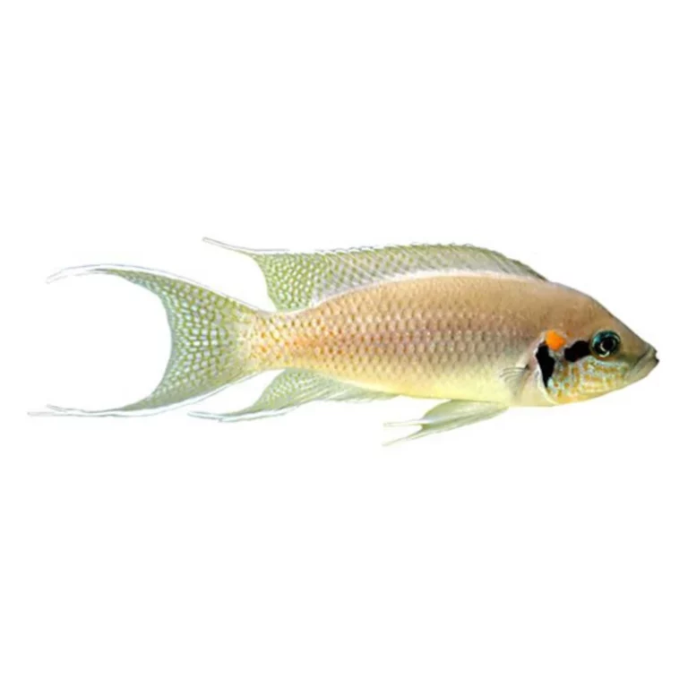 Pale yellow tropical fish with a large crescent-shaped tail fin, swimming to the right.