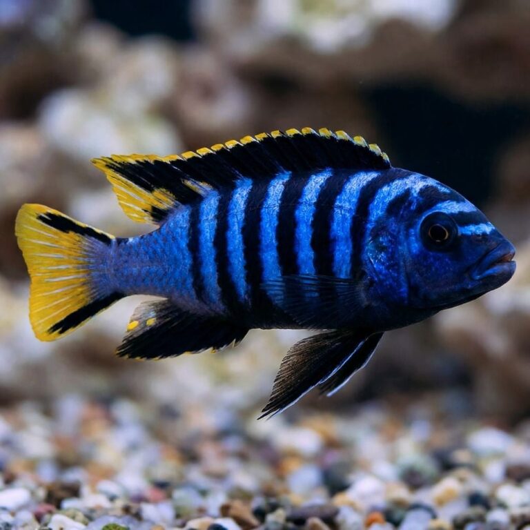 Blue and black striped tropical fish with yellow fin edges swimming over a pebbled substrate in an aquarium.