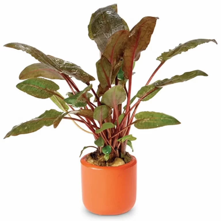 Potted ornamental plant with red stems and green leaves in an orange cylindrical pot.