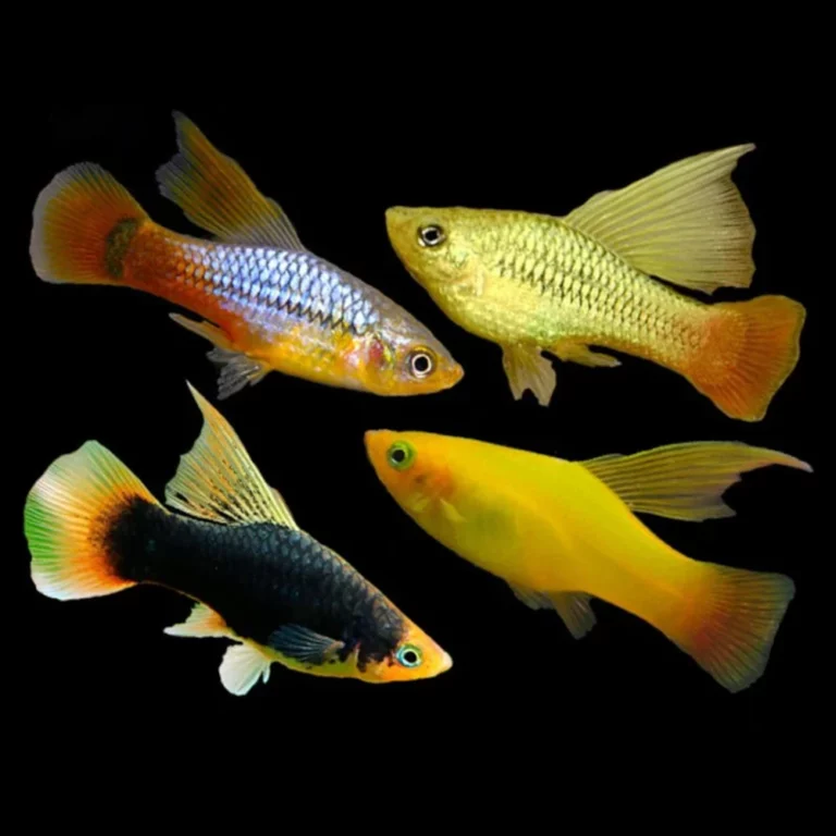 Four colorful guppy fish swimming against a black background, showing orange, yellow, blue, and black markings.