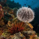 White, spiny sea urchin resting on a colorful coral reef backdrop under blue water.