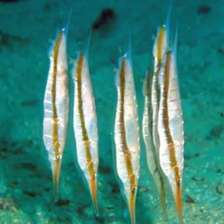 Five slender ribbon-like fish hanging vertically from lines against a turquoise seabed backdrop.