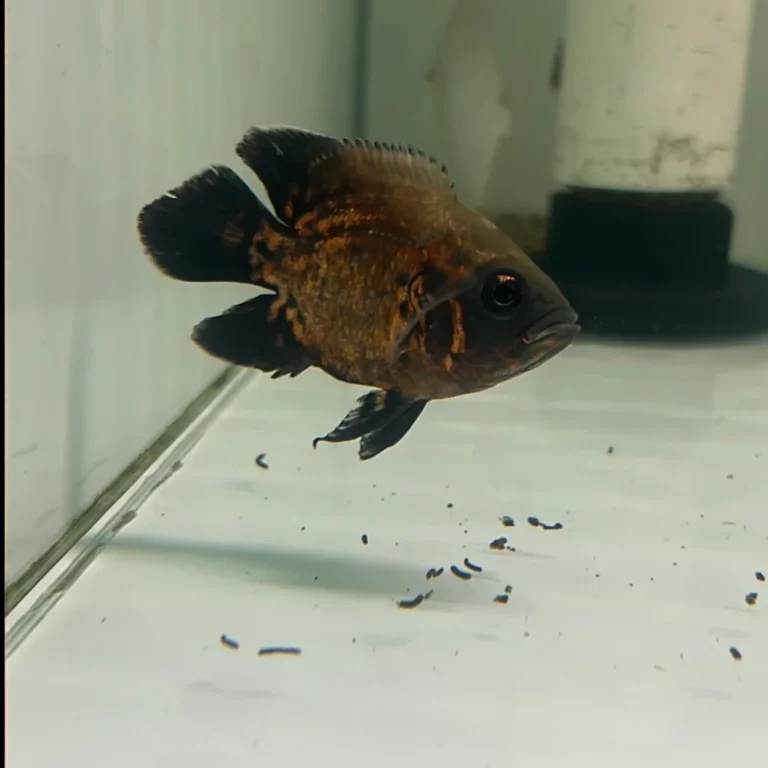A dark brown tropical fish swimming near the bottom of a glass aquarium with scattered debris on the white substrate.