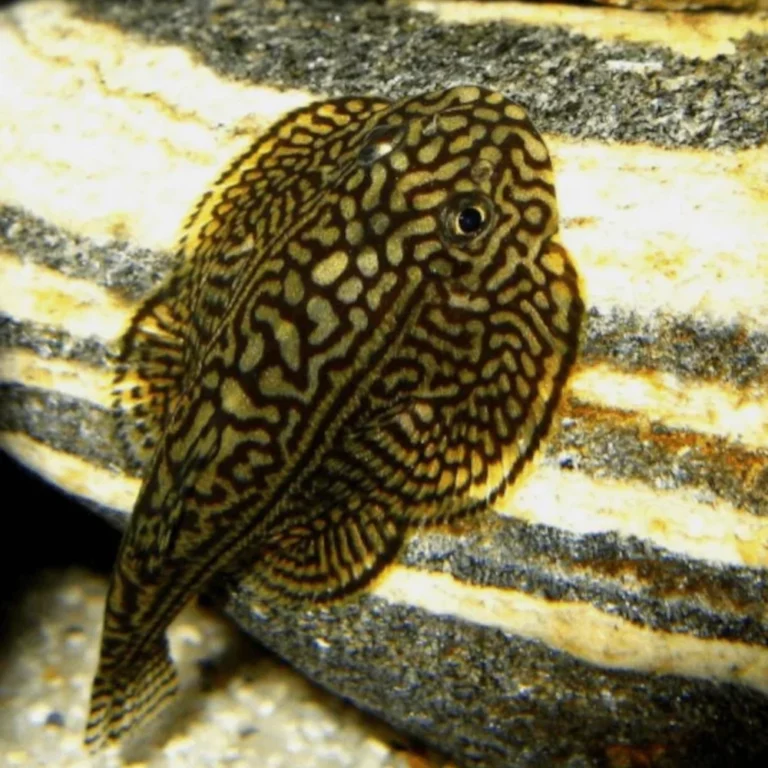 Brown and yellow labyrinth-patterned fish resting on a rock in an aquarium setting