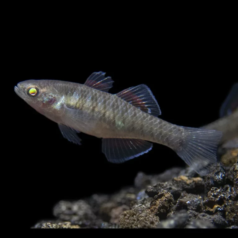 Small gray aquarium fish with translucent fins swimming above rocky substrate against a black background