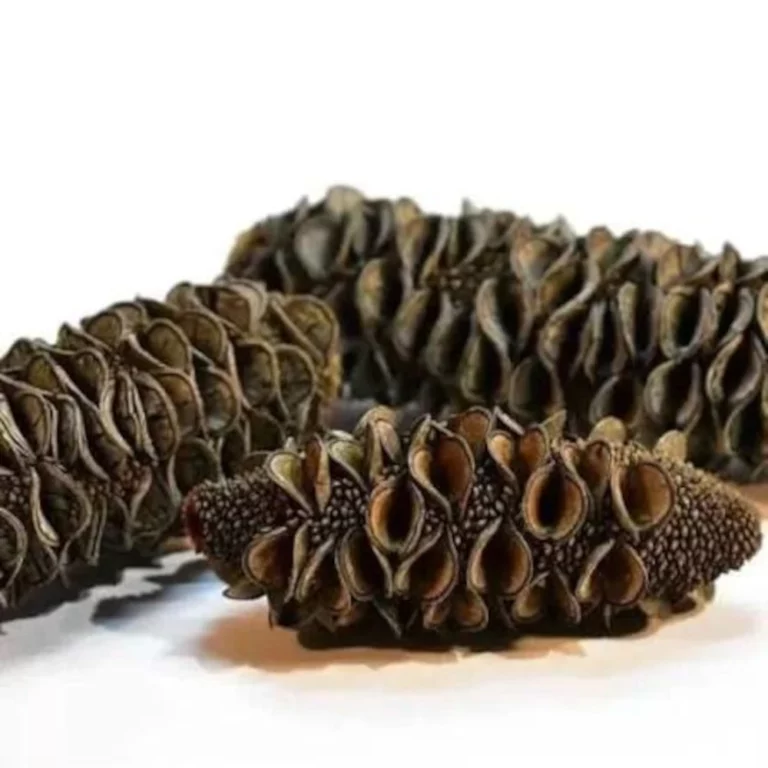 Close-up of dark, dried pine cones resting on a white surface, showing opened scales and hollow spaces.