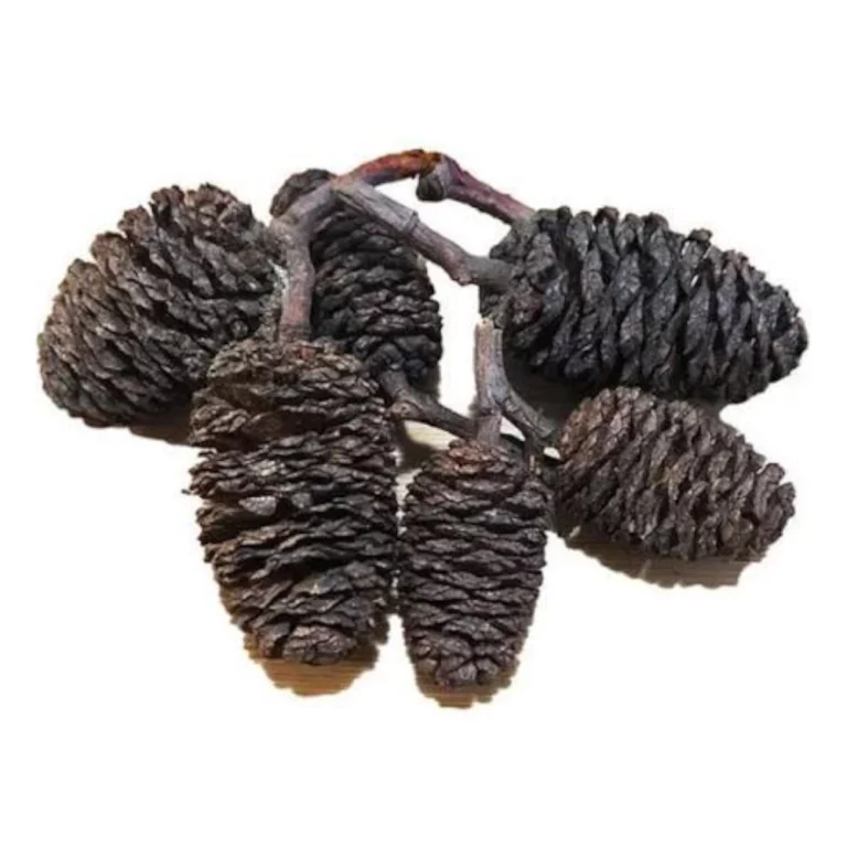 Cluster of dark brown pine cones attached to a small branch in a bundle.
