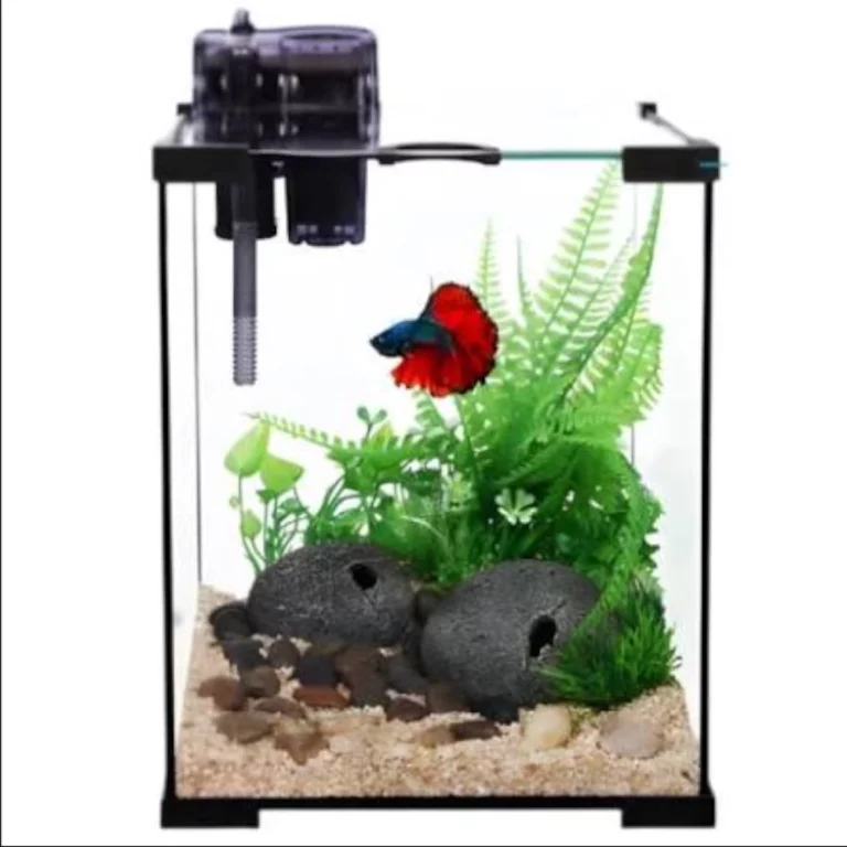 Small glass freshwater aquarium with a red betta, green plants, and decorative rocks on a gravel substrate; filter mounted on top left.