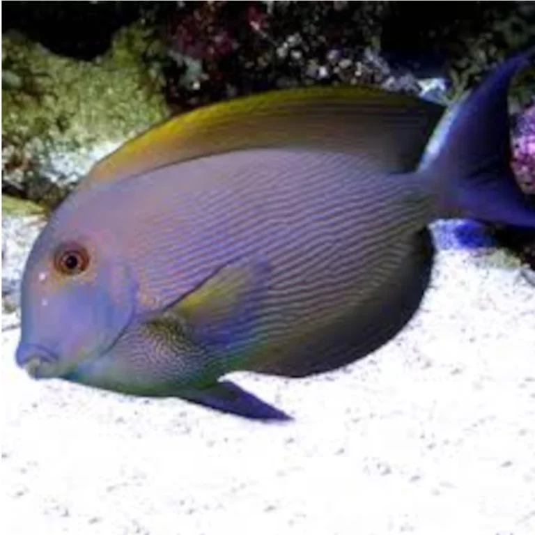 Blue tropical surgeonfish swimming over a white sandy seabed with purple hues on the body edge of a reef image