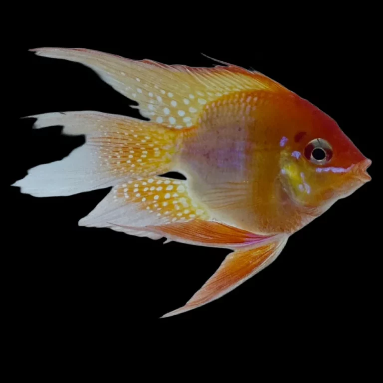 Orange and yellow tropical fish with white spots and long, flowing fins against a black background.