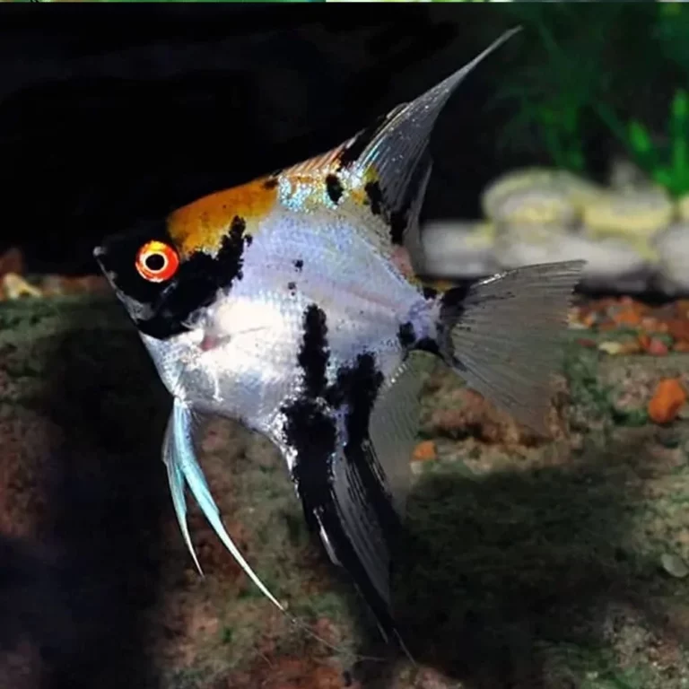 Angelfish in a home aquarium with a silver body, black markings, orange head, and long fins.