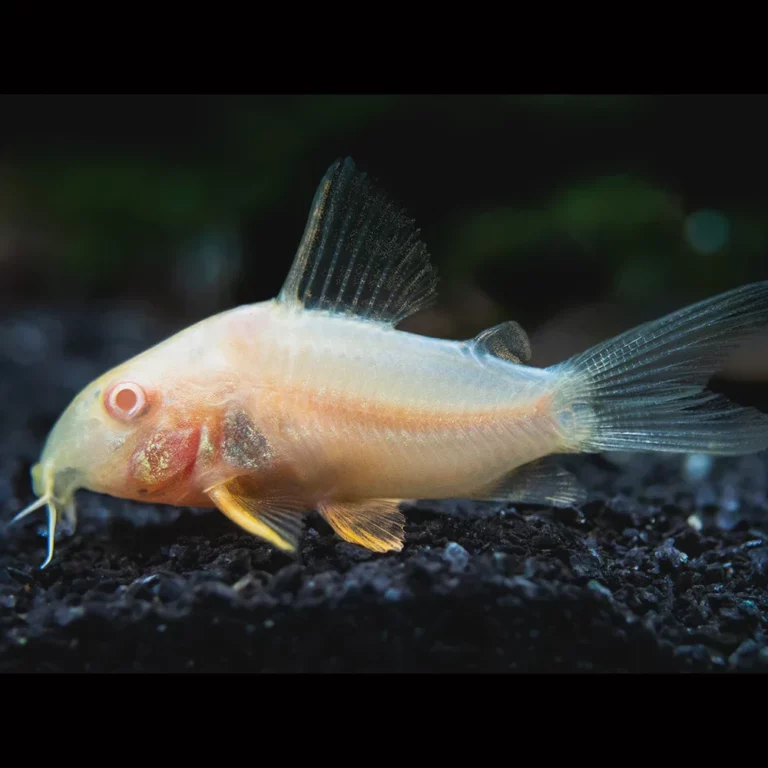 Pale freshwater fish with long barbels resting on dark aquarium gravel.
