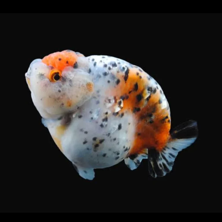 Calico goldfish with a rounded body and fan-shaped tail, white with orange and black patches, shown against a black background (ornamental aquarium fish).