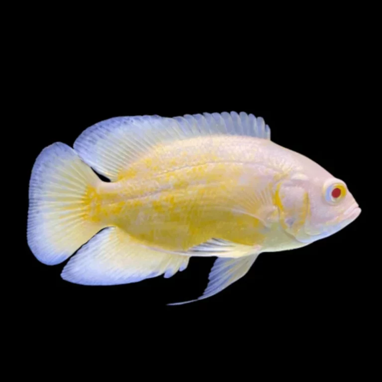 Yellow and pale fish with large, rounded fins against a black background, swimming to the right.