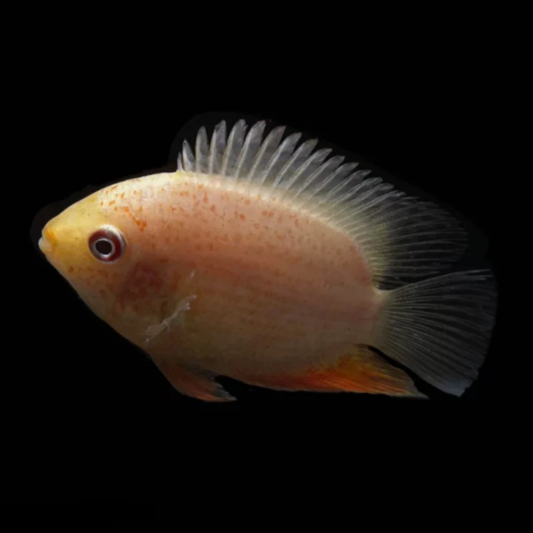 Orange tropical fish with a tall, translucent dorsal fin against a black background.