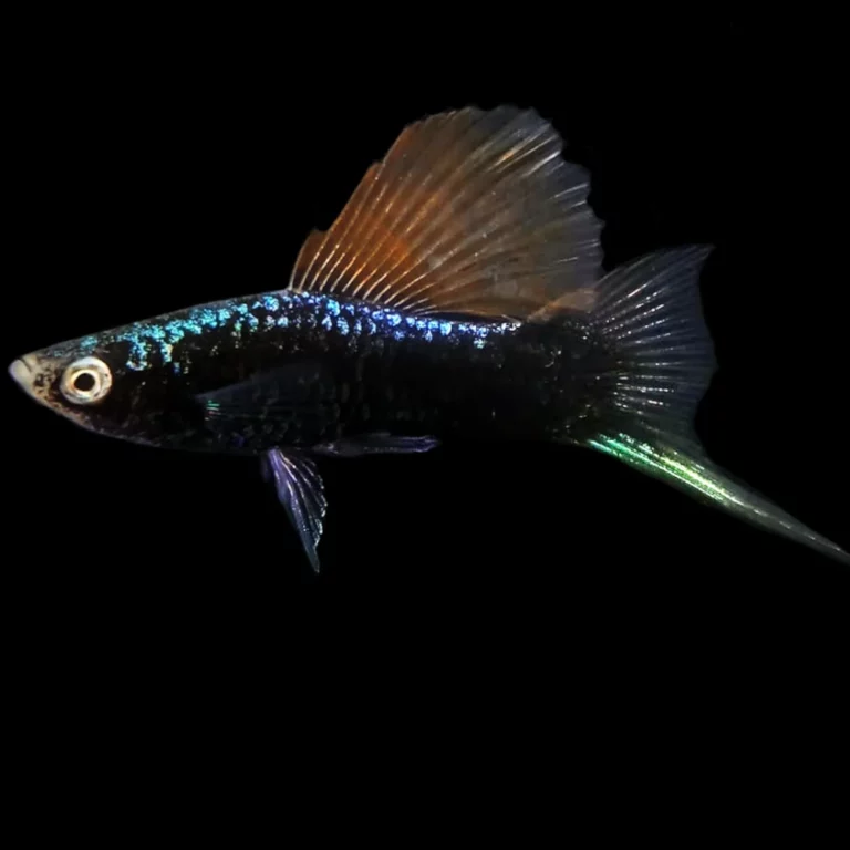 Small tropical guppy with metallic blue-green scales and an orange dorsal fin, swimming against a black background.