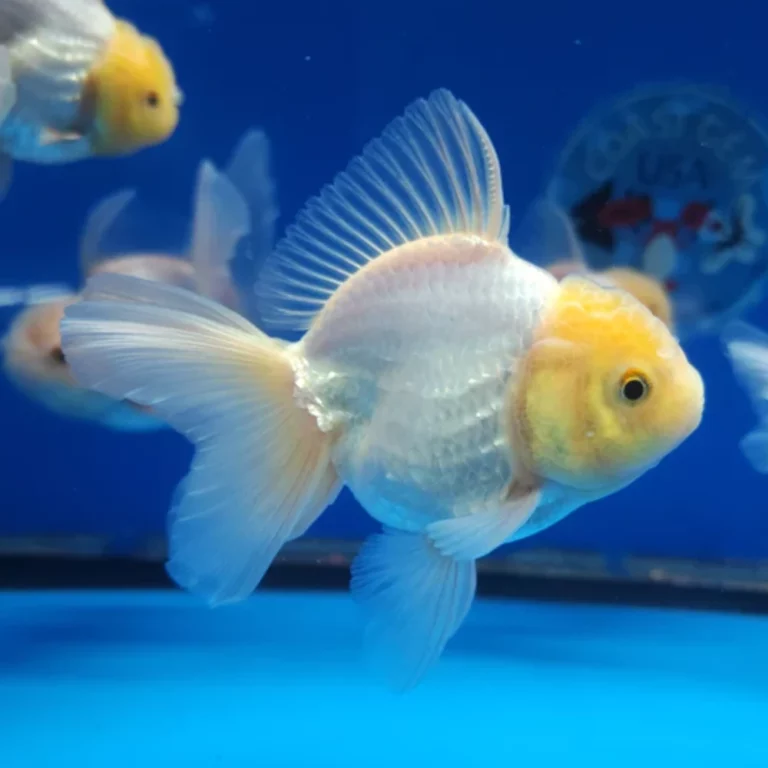 Angelfish with a pale white body and yellow head swimming in a blue aquarium tank with flowing fins