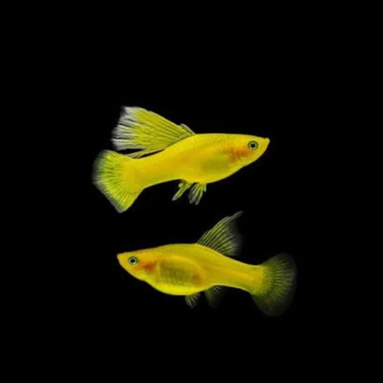 Two small bright-yellow fish swimming in a dark aquarium background.