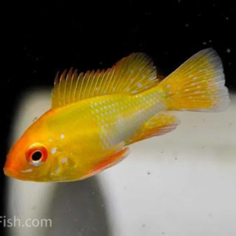 Bright orange-yellow tropical fish with red-tinged fins swimming against a dark background.