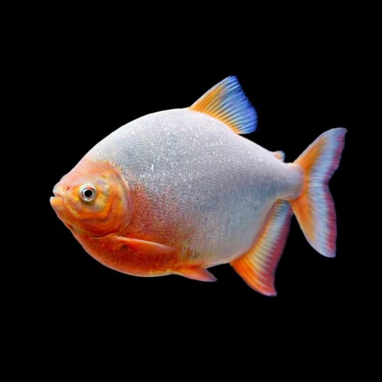 Colorful tropical fish with an orange head and blue-orange fins swimming against a black background.
