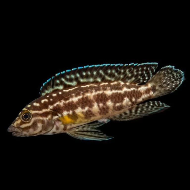 Colorful fish with brown and white mottled body and bright blue-edged dorsal fin against a black background.