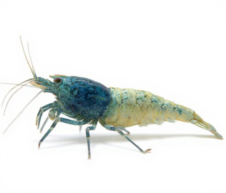 Blue Steel Shrimp